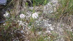 Iberis linifolia violletii