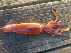 Gould's Squid