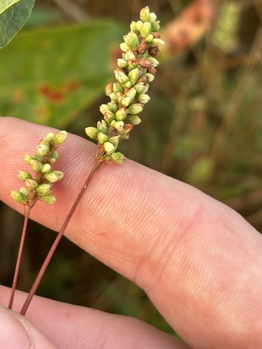 swamp smartweed