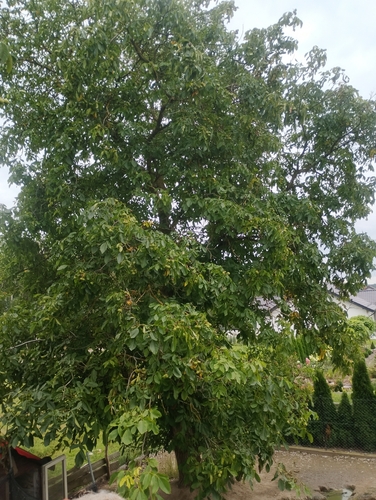 Persian walnut