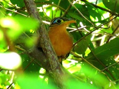 Morococcyx erythropygus