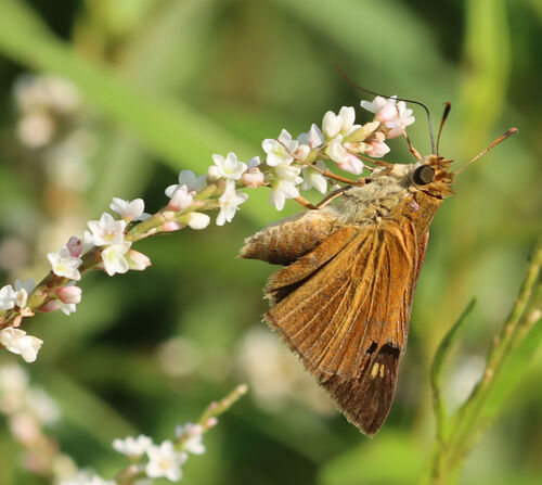 Dukes' Skipper photo 4