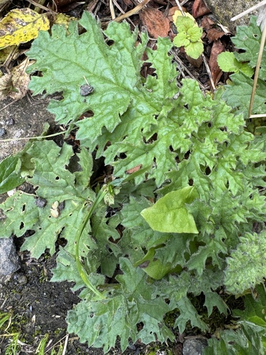 ragwort