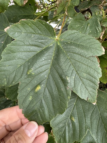 sycamore maple