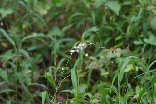 Persicaria odorata