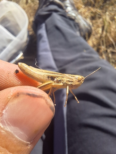 Jersey Grasshopper