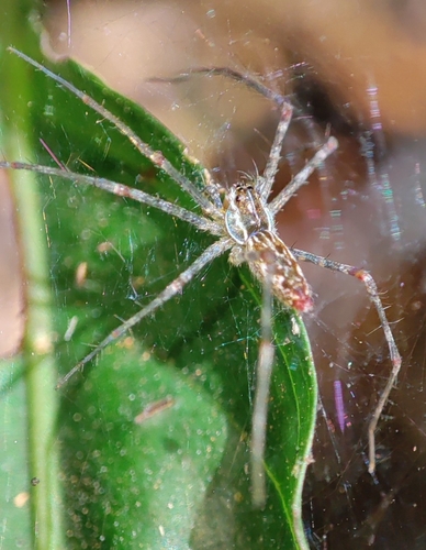 Architis tenuis