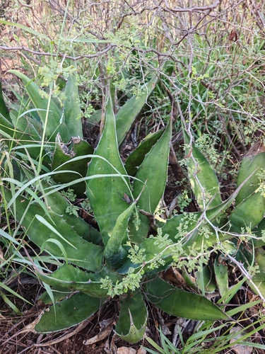 Agave salmiana, 2026-09-14
