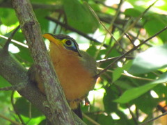 Morococcyx erythropygus