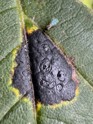 Black Tar Spot