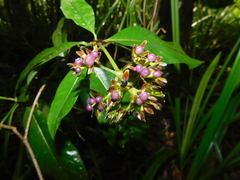 Palicourea violacea