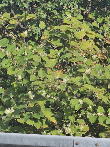 Japanese knotweed