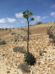 Agave vizcainoensis