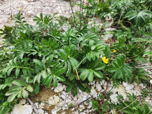 common silverweed