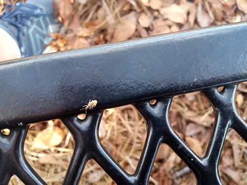 Peach Root Weevil