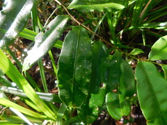 Humiriastrum diguense