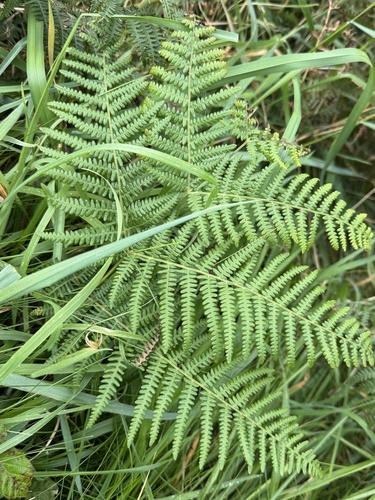 common bracken