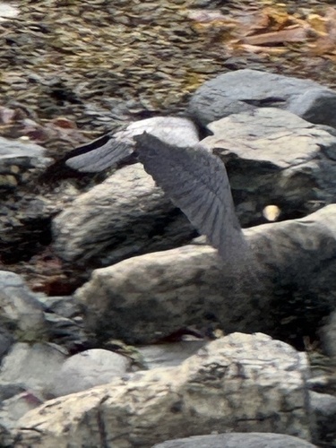 Hooded Crow