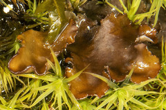 Peltigera elisabethae