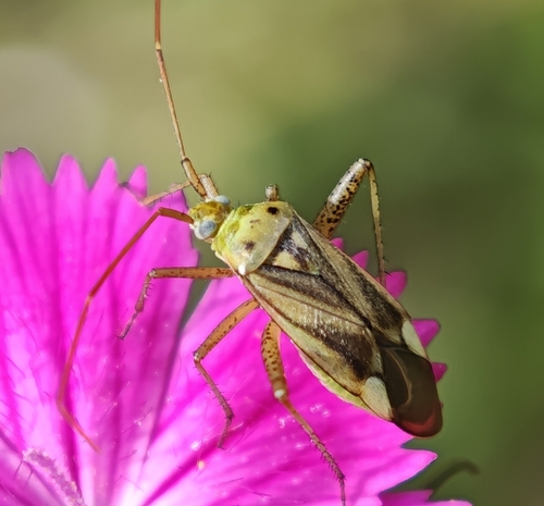 Alfalfa Plant Bug