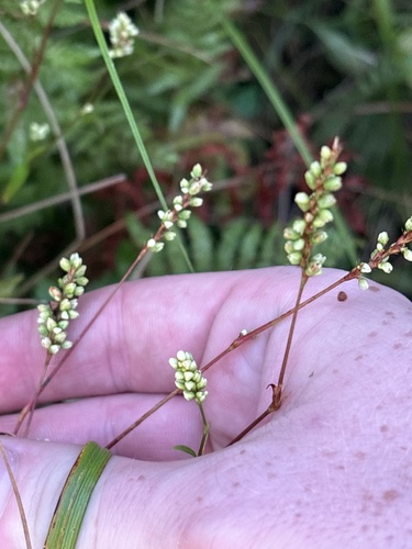 swamp smartweed