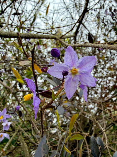 potato vine