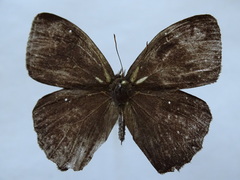 Taygetina oreba