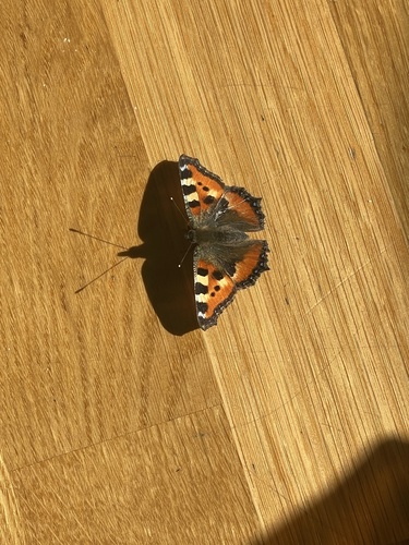 Small Tortoiseshell
