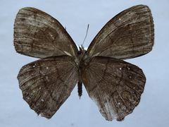 Taygetina oreba