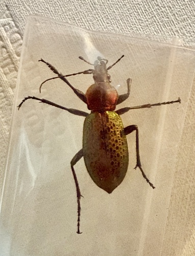 Carabus smaragdinus