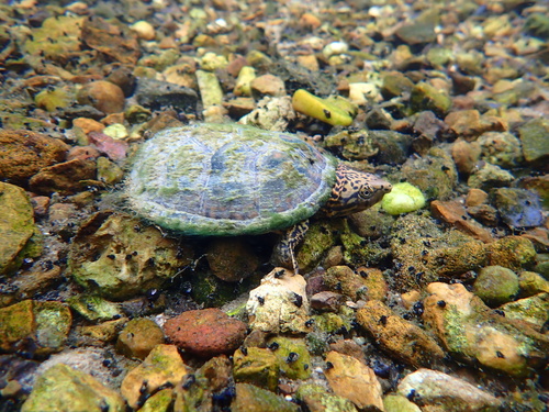 Stripe-necked Musk Turtle