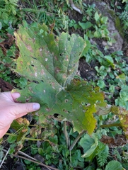 Adenostyles alliariae