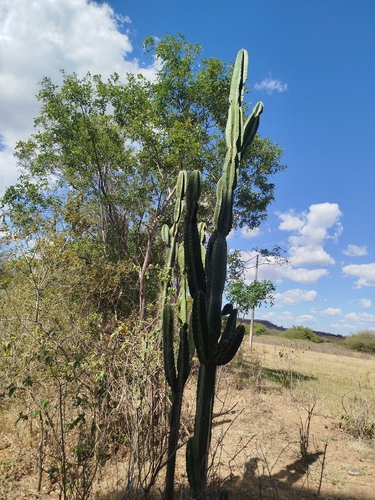 Cereus jamacaru jamacaru