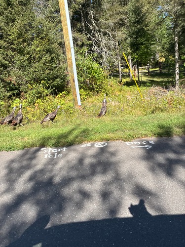 Wild Turkey