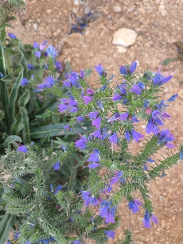 viper's-bugloss