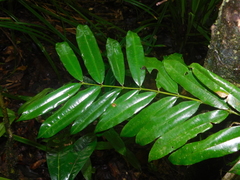 Qualea