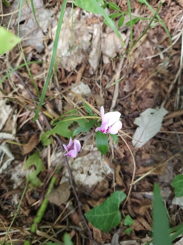 Ivy-leaved cyclamen