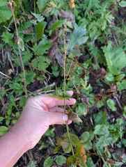Rumex arifolius