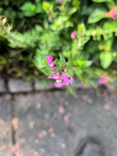 Angelonia gardneri observed 2026-09-11