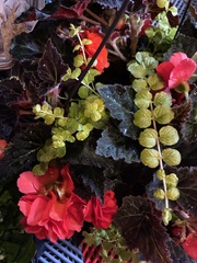 Begonia × tuberhybrida