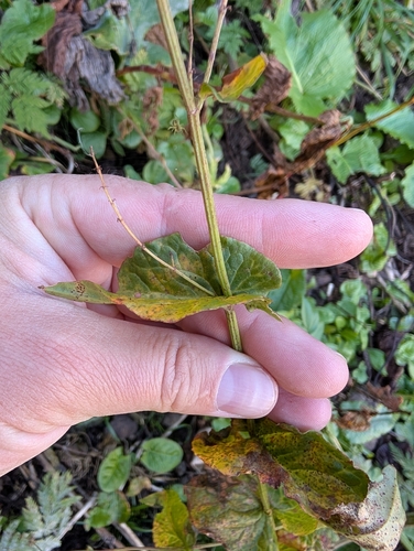 Rumex arifolius, photograph 2