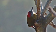 Chloropicus griseocephalus