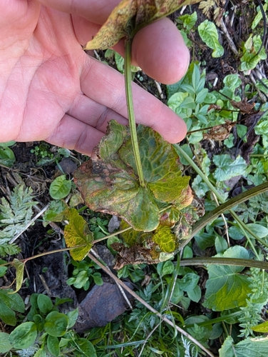 Rumex arifolius, photograph 3