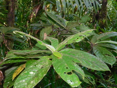 Duroia costaricensis