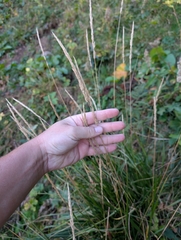 Calamagrostis arundinacea, photograph (c) Denys Vynokurov, some rights reserved (CC BY)