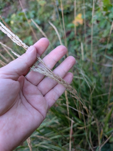 Calamagrostis arundinacea, photograph 4