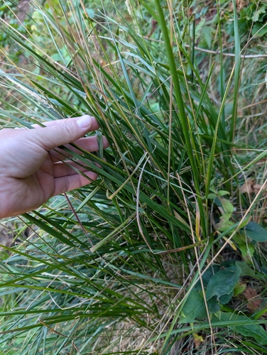 Calamagrostis arundinacea, photograph 5