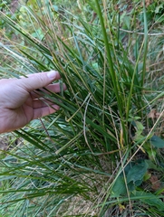 Calamagrostis arundinacea, photograph (c) Denys Vynokurov, some rights reserved (CC BY)