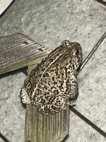 Woodhouse's Toad