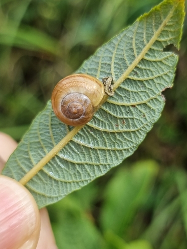 Brown-lipped Snail